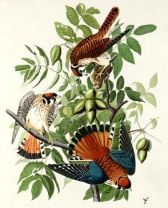American Sparrow Hawk from Birds of America (1827) by John James Audubon, etched by William Home Lizars.. Free illustration for personal and commercial use.