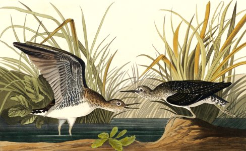 Solitary Sandpiper from Birds of America (1827) by John James Audubon, etched by William Home Lizars.. Free illustration for personal and commercial use.