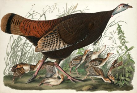 Great American Hen and Young from Birds of America (1827) by John James Audubon, etched by William Home Lizars.. Free illustration for personal and commercial use.