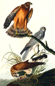 Marsh Hawk from Birds of America (1827) by John James Audubon, etched by William Home Lizars.. Free illustration for personal and commercial use.
