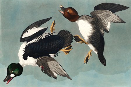 Golden-eye Duck from Birds of America (1827) by John James Audubon, etched by William Home Lizars.. Free illustration for personal and commercial use.
