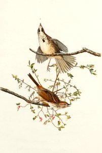 Song Sparrow from Birds of America (1827) by John James Audubon, etched by William Home Lizars.. Free illustration for personal and commercial use.