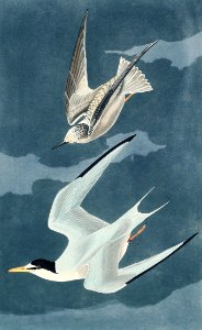 Lesser Tern from Birds of America (1827) by John James Audubon, etched by William Home Lizars.. Free illustration for personal and commercial use.