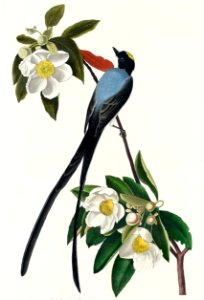 Fork-tailed Flycatcher from Birds of America (1827) by John James Audubon, etched by William Home Lizars.. Free illustration for personal and commercial use.