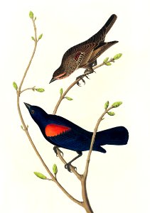 Prairie Starling from Birds of America (1827) by John James Audubon (1785 - 1851), etched by Robert Havell (1793 - 1878).. Free illustration for personal and commercial use.