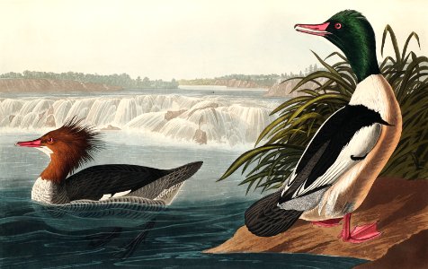 Goosander from Birds of America (1827) by John James Audubon, etched by William Home Lizars.. Free illustration for personal and commercial use.