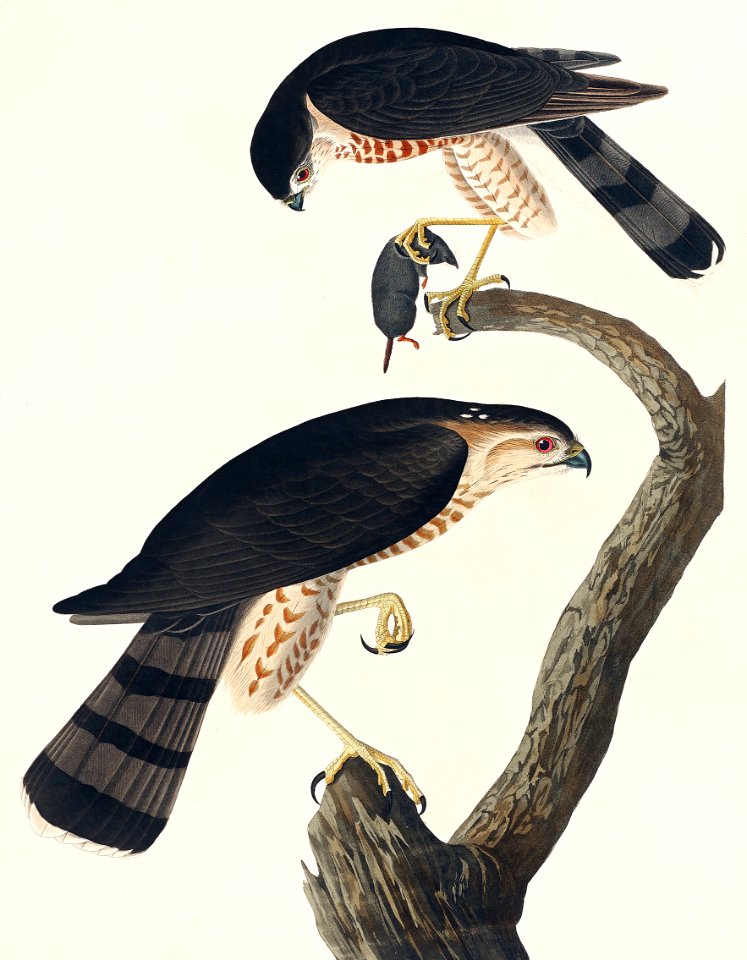 Sharp-shinned Hawk from Birds of America (1827) by John James Audubon, etched by William Home Lizars.