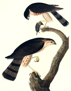 Sharp-shinned Hawk from Birds of America (1827) by John James Audubon, etched by William Home Lizars.. Free illustration for personal and commercial use.