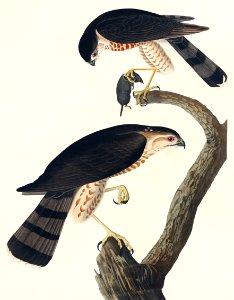 Sharp-shinned Hawk from Birds of America (1827) by John James Audubon, etched by William Home Lizars.