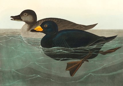 American Scoter Duck from Birds of America (1827) by John James Audubon (1785 - 1851 ), etched by Robert Havell (1793 - 1878).. Free illustration for personal and commercial use.