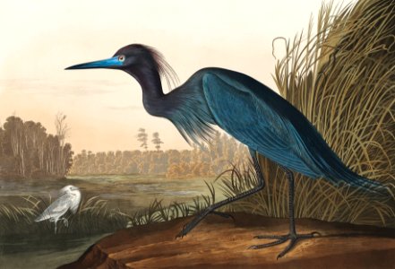 Blue Crane or Heron from Birds of America (1827) by John James Audubon, etched by William Home Lizars.. Free illustration for personal and commercial use.