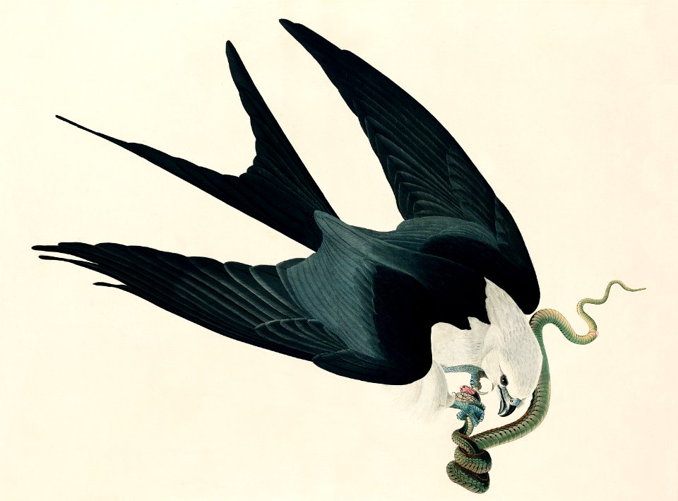 Swallow-tailed Hawk from Birds of America (1827) by John James Audubon, etched by William Home Lizars.. Free illustration for personal and commercial use.