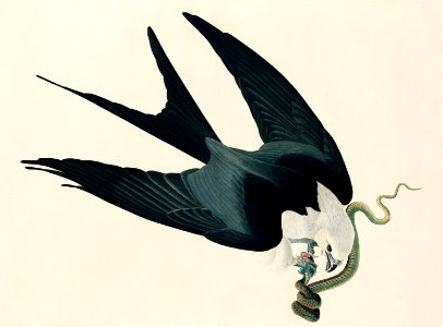 Swallow-tailed Hawk from Birds of America (1827) by John James Audubon, etched by William Home Lizars.