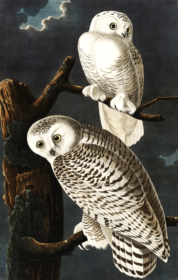 Snowy Owl from Birds of America (1827) by John James Audubon, etched by William Home Lizars.. Free illustration for personal and commercial use.
