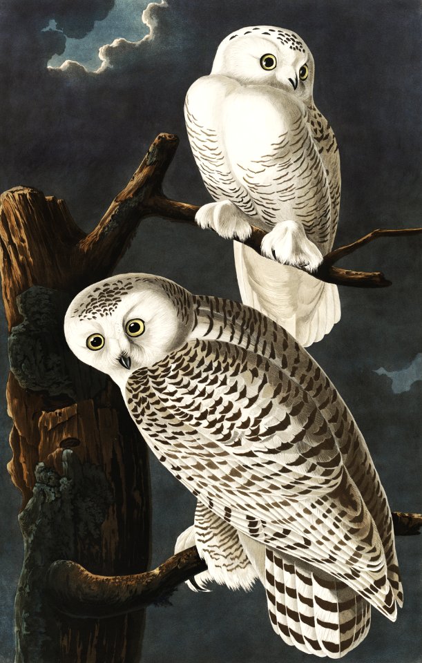 Snowy Owl from Birds of America (1827) by John James Audubon, etched by William Home Lizars.