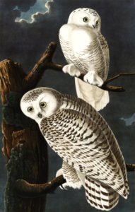 Snowy Owl from Birds of America (1827) by John James Audubon, etched by William Home Lizars.. Free illustration for personal and commercial use.
