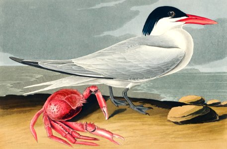 Cayenne Tern from Birds of America (1827) by John James Audubon, etched by William Home Lizars.. Free illustration for personal and commercial use.
