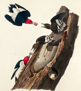Red-headed Woodpecker from Birds of America (1827) by John James Audubon, etched by William Home Lizars.. Free illustration for personal and commercial use.