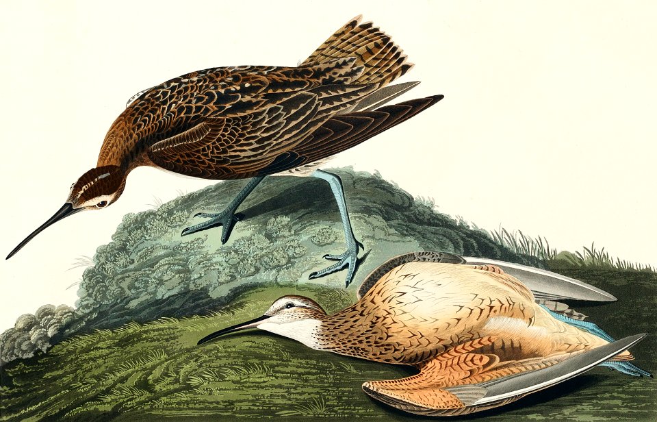 Esquimaux Curlew from Birds of America (1827) by John James Audubon, etched by William Home Lizars.