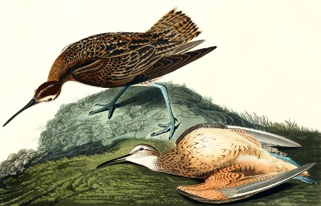 Esquimaux Curlew from Birds of America (1827) by John James Audubon, etched by William Home Lizars.. Free illustration for personal and commercial use.