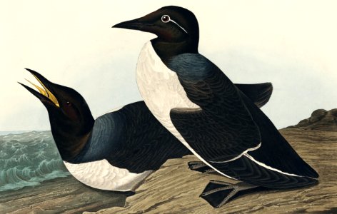 Foolish Guillemot from Birds of America (1827) by John James Audubon, etched by William Home Lizars.. Free illustration for personal and commercial use.