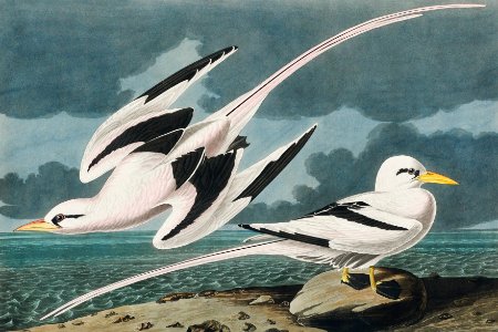 Tropic Bird from Birds of America (1827) by John James Audubon, etched by William Home Lizars.. Free illustration for personal and commercial use.