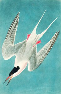 Roseate Tern from Birds of America (1827) by John James Audubon, etched by William Home Lizars.. Free illustration for personal and commercial use.