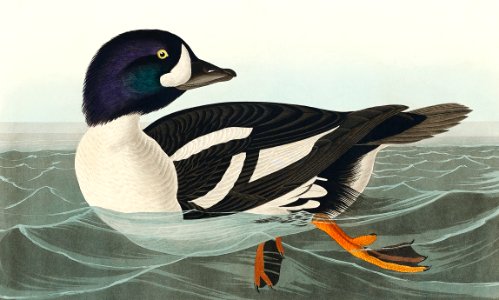 Golden-eye Duck from Birds of America (1827) by John James Audubon (1785 - 1851), etched by Robert Havell (1793 - 1878).. Free illustration for personal and commercial use.