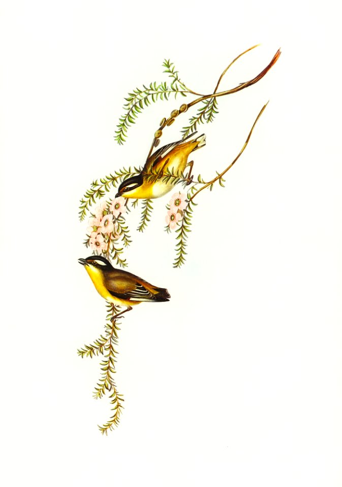 Black-headed Pardalote (Pardalotus melanocephalus) illustrated by Elizabeth Gould (1804–1841) for John Gould’s (1804-1881) Birds of Australia (1972 Edition, 8 volumes). Digitally enhanced from our own facsimile book (1972 Edition, 8 volumes).