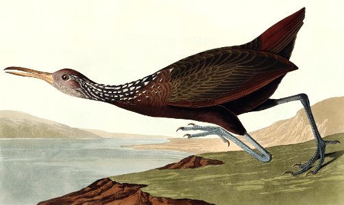 Scolopaceus Courlan from Birds of America (1827) by John James Audubon, etched by William Home Lizars.. Free illustration for personal and commercial use.