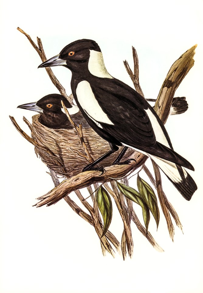 Piping Crow-Shrike (Gymnorhina Tibicen) illustrated by Elizabeth Gould (1804–1841) for John Gould’s (1804-1881) Birds of Australia (1972 Edition, 8 volumes). Digitally enhanced from our own facsimile book (1972 Edition, 8 volumes).