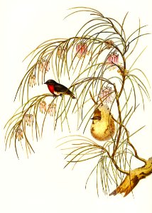 Swallow Dicaeum (Dicaeum hirundinaceum) illustrated by Elizabeth Gould (1804–1841) for John Gould’s (1804-1881) Birds of Australia (1972 Edition, 8 volumes). Digitally enhanced from our own facsimile book (1972 Edition, 8 volumes).