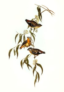 Spotted Pardalote (Pardalotus punctatus) illustrated by Elizabeth Gould (1804–1841) for John Gould’s (1804-1881) Birds of Australia (1972 Edition, 8 volumes). Digitally enhanced from our own facsimile book (1972 Edition, 8 volumes).