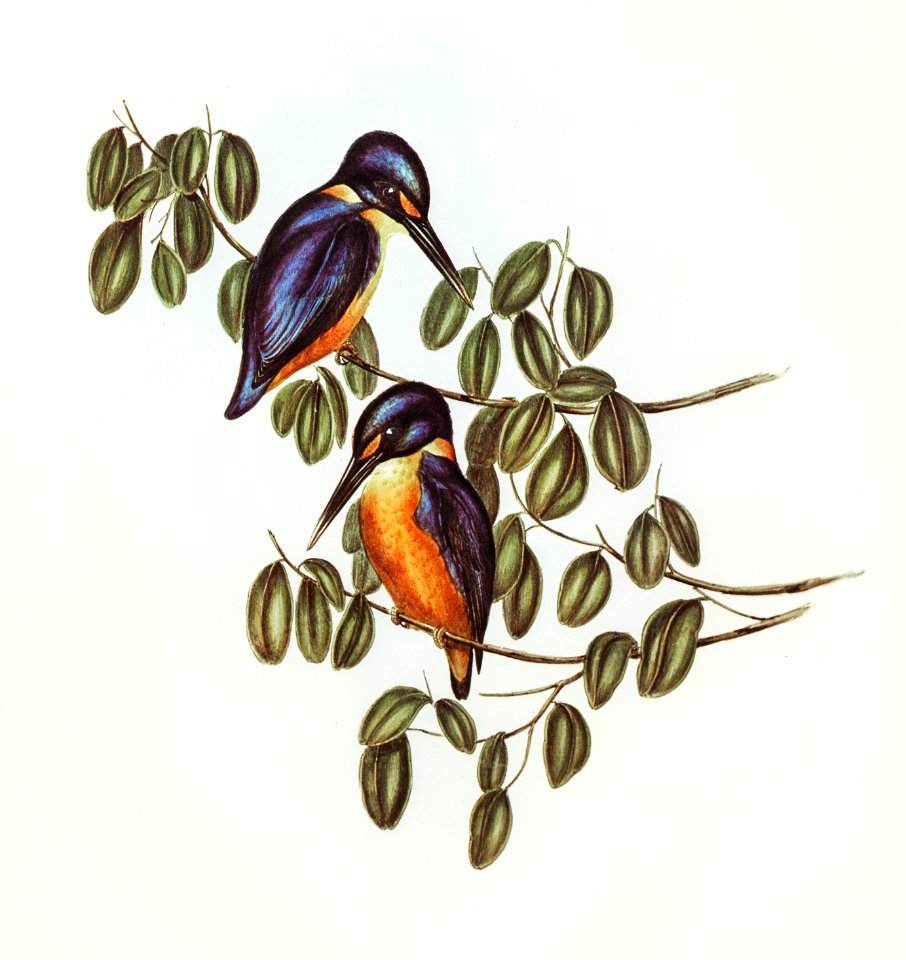 Azure Kingfisher (Alcyone azurea) illustrated by Elizabeth Gould (1804–1841) for John Gould’s (1804-1881) Birds of Australia (1972 Edition, 8 volumes). Digitally enhanced from our own facsimile book (1972 Edition, 8 volumes).