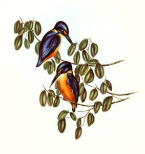 Azure Kingfisher (Alcyone azurea) illustrated by Elizabeth Gould (1804–1841) for John Gould’s (1804-1881) Birds of Australia (1972 Edition, 8 volumes). Digitally enhanced from our own facsimile book (1972 Edition, 8 volumes).