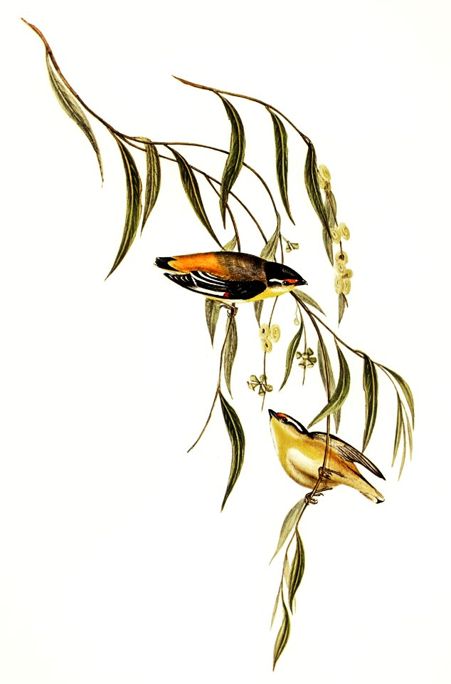 Yellow-rumped Pardalote (Pardalotus uropygialis) illustrated by Elizabeth Gould (1804–1841) for John Gould’s (1804-1881) Birds of Australia (1972 Edition, 8 volumes). Digitally enhanced from our own facsimile book (1972 Edition, 8 volumes).