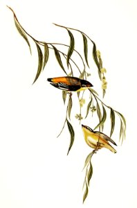 Yellow-rumped Pardalote (Pardalotus uropygialis) illustrated by Elizabeth Gould (1804–1841) for John Gould’s (1804-1881) Birds of Australia (1972 Edition, 8 volumes). Digitally enhanced from our own facsimile book (1972 Edition, 8 volumes).