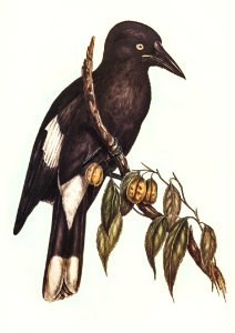 Hill Crow-Shrike (Strepera argot) illustrated by Elizabeth Gould (1804–1841) for John Gould’s (1804-1881) Birds of Australia (1972 Edition, 8 volumes). Digitally enhanced from our own facsimile book (1972 Edition, 8 volumes).. Free illustration for personal and commercial use.