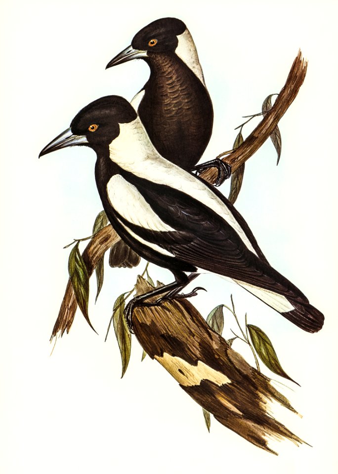 White-backed Crow-Shrike (Gymnorhina leuconota) illustrated by Elizabeth Gould (1804–1841) for John Gould’s (1804-1881) Birds of Australia (1972 Edition, 8 volumes). Digitally enhanced from our own facsimile book (1972 Edition, 8 volumes).
