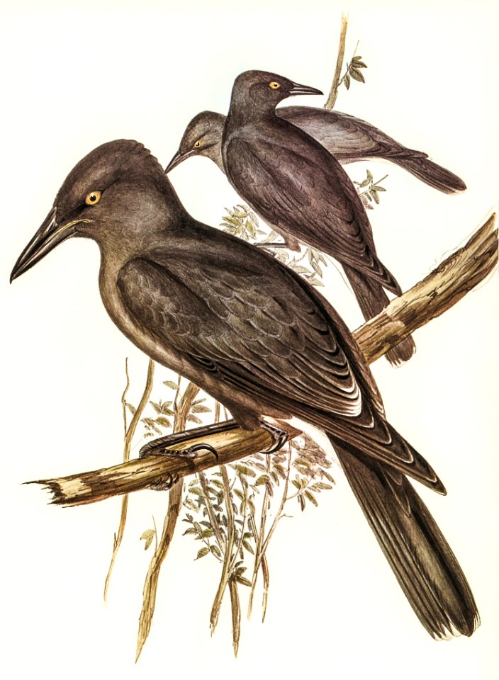 Grey Crow-Shrike (Strepera Anaphonensis) illustrated by Elizabeth Gould (1804–1841) for John Gould’s (1804-1881) Birds of Australia (1972 Edition, 8 volumes). Digitally enhanced from our own facsimile book (1972 Edition, 8 volumes).