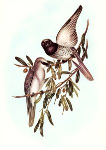 Varied Graucalus (Graucalus mentalis) illustrated by Elizabeth Gould (1804–1841) for John Gould’s (1804-1881) Birds of Australia (1972 Edition, 8 volumes). Digitally enhanced from our own facsimile book (1972 Edition, 8 volumes).
