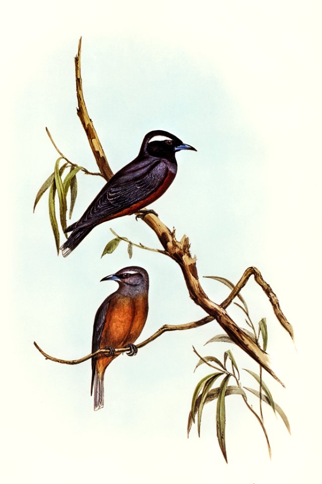 White-eyebrowed Wood Swallow (Artamus supercilious) illustrated by Elizabeth Gould (1804–1841) for John Gould’s (1804-1881) Birds of Australia (1972 Edition, 8 volumes). Digitally enhanced from our own facsimile book (1972 Edition, 8 volumes).