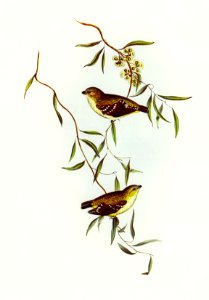 Forty-spotted Pardalote (Pardalotus quadragintus) illustrated by Elizabeth Gould (1804–1841) for John Gould’s (1804-1881) Birds of Australia (1972 Edition, 8 volumes). Digitally enhanced from our own facsimile book (1972 Edition, 8 volumes).
