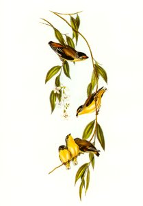 Striated Pardalote (Pardalotus striatus) illustrated by Elizabeth Gould (1804–1841) for John Gould’s (1804-1881) Birds of Australia (1972 Edition, 8 volumes). Digitally enhanced from our own facsimile book (1972 Edition, 8 volumes).
