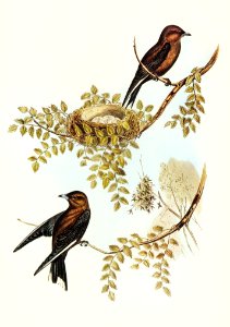 Wood Swallow (Artamus sordid) illustrated by Elizabeth Gould (1804–1841) for John Gould’s (1804-1881) Birds of Australia (1972 Edition, 8 volumes). Digitally enhanced from our own facsimile book (1972 Edition, 8 volumes).