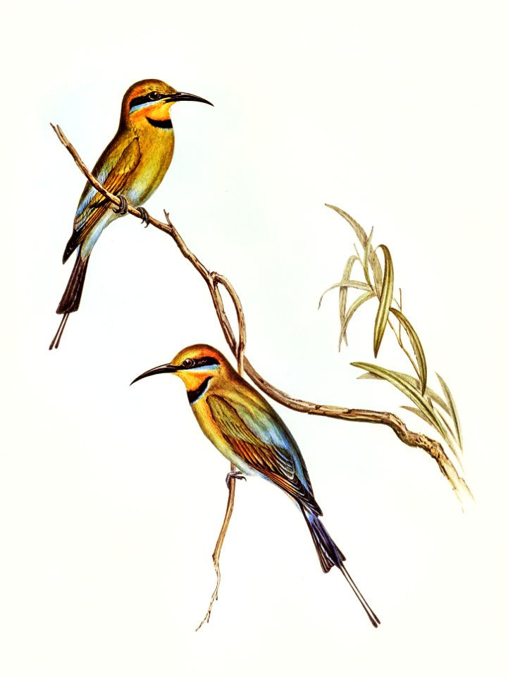 Australian Bee-eater (Merops ornatus) illustrated by Elizabeth Gould (1804–1841) for John Gould’s (1804-1881) Birds of Australia (1972 Edition, 8 volumes). Digitally enhanced from our own facsimile book (1972 Edition, 8 volumes).