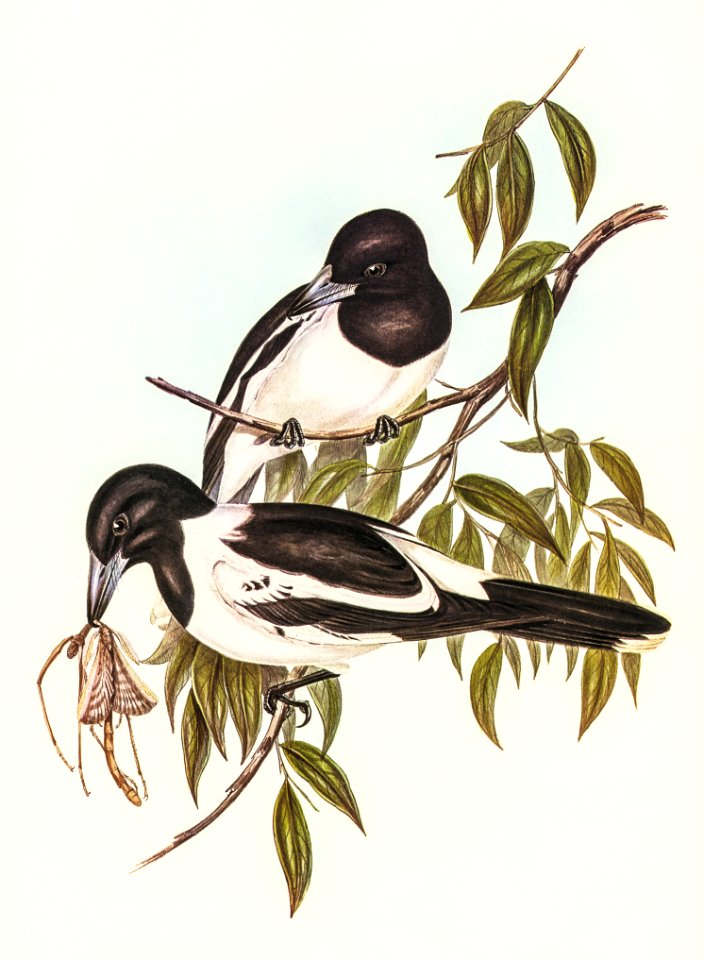 Black-throated Crow-Shrike (Cracticus nigrogularis)illustrated by Elizabeth Gould (1804–1841) for John Gould’s (1804-1881) Birds of Australia (1972 Edition, 8 volumes). Digitally enhanced from our own facsimile book (1972 Edition, 8 volumes).