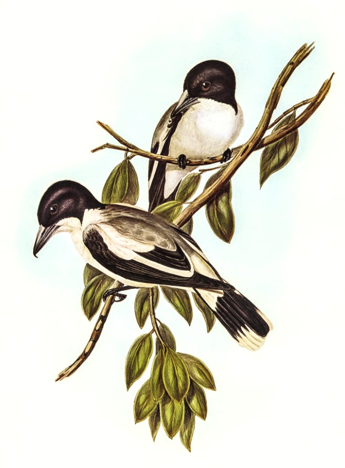 Silvery-backed Butcher-Bird (Cracticus argenteus) illustrated by Elizabeth Gould (1804–1841) for John Gould’s (1804-1881) Birds of Australia (1972 Edition, 8 volumes). Digitally enhanced from our own facsimile book (1972 Edition, 8 volumes).