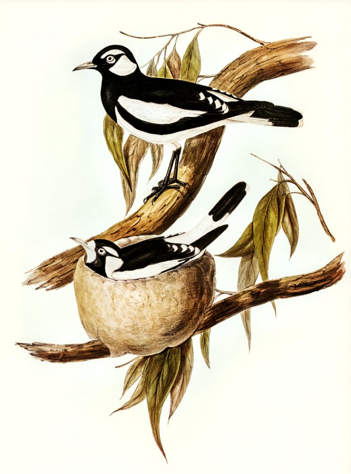 Pied Grallina (Crallina Australis) illustrated by Elizabeth Gould (1804–1841) for John Gould’s (1804-1881) Birds of Australia (1972 Edition, 8 volumes). Digitally enhanced from our own facsimile book (1972 Edition, 8 volumes).