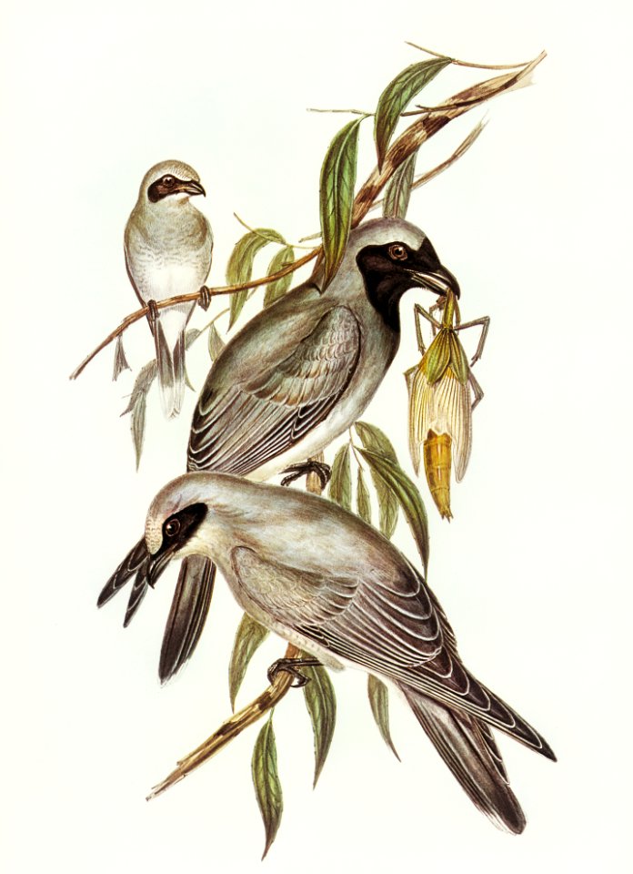 Black-faced cuckooshrike (Graucalus melanops) illustrated by Elizabeth Gould (1804–1841) for John Gould’s (1804-1881) Birds of Australia (1972 Edition, 8 volumes). Digitally enhanced from our own facsimile book (1972 Edition, 8 volumes).